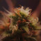 Kaufe Strawberry Pie Auto Samen feminisiert von Fast Buds