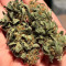 GH Cheese Cannabis-Samen Kaufen
