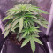Kaufe Purple Juice Auto Samen feminisiert von Herbies Seeds