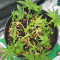 Skywalker Haze feminisierte Samen (Dutch Passion)