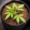 Auto Bruce Banner XXL (Advanced Seeds)