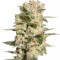 Belladonna (Paradise Seeds) Cannabis-Samen