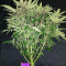 C4 Auto (Fast Buds) Cannabis-Samen