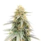 Durban Poison Autoflower feminisierte Samen (Humboldt Seed Company)