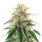 Gorilla Melon feminisierte Samen (Fast Buds)