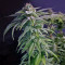 Granddaddy Purple feminisierte Samen (Blimburn Seeds)