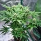 Mendocino Chanel Kush (Medical Seeds) Cannabis-Samen