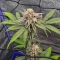 Princess Haze feminisierte Samen (Brothers Grimm Seeds)