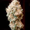 Super Lemon Haze x GMO (GHS)