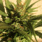 Z OG Auto (Barney's Farm) Cannabis-Samen