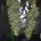 Purple Skunk Mass (Critical Mass Collective Seeds) Cannabis-Samen