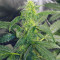 Original Auto Russian (Fast Buds) Cannabis-Samen