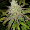 Acid Dough (Ripper Seeds) Cannabis-Samen