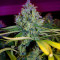 Amnesia Haze (Soma Seeds) Cannabis-Samen