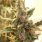 Berry Ryder Auto (Auto Seeds) Cannabis-Samen