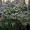 Black Destroyer (Original Sensible Seeds) Cannabis-Samen