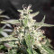 CBD Auto Compassion Lime (Dutch Passion) Cannabis-Samen