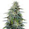 Chocolate Heaven (G13 Labs) Cannabis-Samen