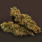 Diesel Auto (G13 Labs) Cannabis-Samen