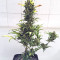 G Force (Flying Dutchmen) Cannabis-Samen