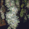 Killer Purps (Bomb Seeds) Cannabis-Samen