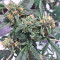 King's Banner regular (Dark Horse Genetics) Cannabis-Samen