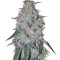 King's Banner regular (Dark Horse Genetics) Cannabis-Samen