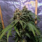 OG Kush CBD (Dinafem Seeds) Cannabis-Samen