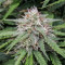 Original Auto Amnesia Haze (Fast Buds) Cannabis-Samen