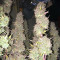 Ruderalis Skunk regular (Sensi Seeds) Cannabis-Samen