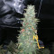 Santa Marta Haze Autoflower (Seedstockers) Cannabis-Samen