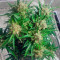 Cream Caramel Auto (Sweet Seeds) Cannabis-Samen