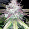 Cropical Fruit Auto (Cream of the Crop Seeds)