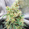 Dozy Whale feminisierte Samen (AlphaFem Seeds)
