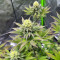 Girl Scout Cookies feminisierte Samen (Barney’s Farm)