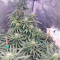 Jack 47 (Sweet Seeds) Cannabis-Samen