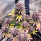 Red Hot Cookies feminisiertes Saatgut (Sweet Seeds)