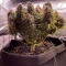 Gorilla Cookies Auto (Fast Buds) Cannabis-Samen zu verkaufen
