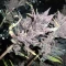 LSD-25 Auto (Fast Buds) Cannabis-Samen zu verkaufen