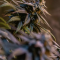 Bruce Banner #3 Cannabis-Samen Kaufen