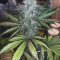 Strawberry Eclair (G13 Labs) Cannabis-Samen zu verkaufen