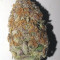 Triple G (RQS) Cannabis-Samen zu verkaufen