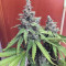 Bruce Banner #3 Cannabis-Samen Kaufen