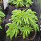 Glookies (Barney's Farm) Cannabis-Samen zu verkaufen