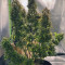 Auto Night Queen Cannabis-Samen Kaufen