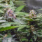 Blueberry OG Cannabis-Samen Kaufen