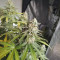 Original Auto Jack Herer (Fast Buds) Cannabis-Samen zu verkaufen