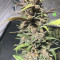 Ayahuasca Purple Cannabis-Samen Kaufen