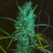 Golden Tiger Cannabis-Samen Kaufen