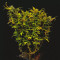 Sweet Skunk F1 Fast Version (Sweet Seeds) Cannabis-Samen zu verkaufen